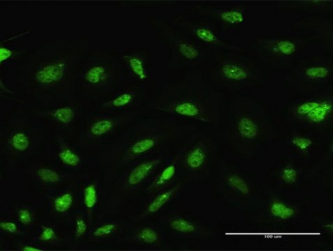 Anti-ARL6IP4 antibody produced in rabbit purified immunoglobulin, buffered aqueous solution