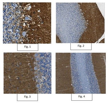 Anti-GLAST Antibody, clone 8C11.1 clone 8C11.1, from mouse