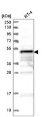 Anti-ZFYVE19 antibody produced in rabbit Prestige Antibodies® Powered by Atlas Antibodies, affinity isolated antibody