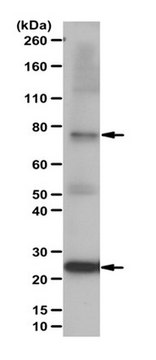 Anti-AGS3/GPSM1 Antibody serum, from rabbit