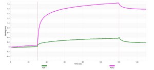 Anti-MYH6 Antibody, clone 1L5 ZooMAb® Rabbit Monoclonal recombinant, expressed in HEK 293 cells