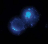 CaspaTag Pan-Caspase In Situ Assay Kit, Fluorescein The In Situ FLICA Pan-Caspase Detection Kit for flow cytometry is a fluorescent-based assay for detection of active caspases in cells undergoing apoptosis.