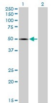 Anti-SPOCK1 antibody produced in mouse purified immunoglobulin, buffered aqueous solution