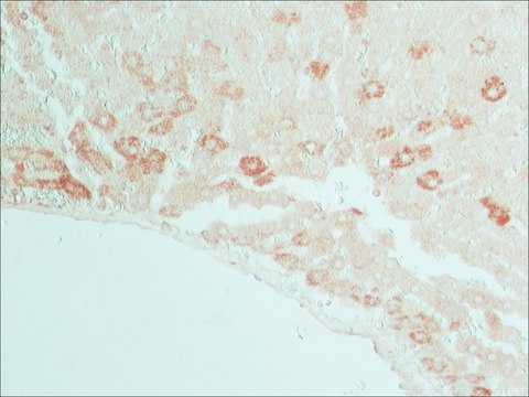 Anti-Connexin-32 (265-279) antibody produced in rabbit affinity isolated antibody, buffered aqueous solution