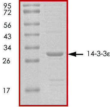 14-3-3 &#949;, untagged human recombinant, expressed in E. coli, &#8805;70% (SDS-PAGE), buffered aqueous glycerol solution