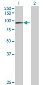 Anti-EPS8L2 antibody produced in rabbit purified immunoglobulin, buffered aqueous solution