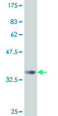 Monoclonal Anti-IRX3 antibody produced in mouse clone 1F11, purified immunoglobulin, buffered aqueous solution