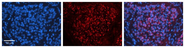 Anti-CPD antibody produced in rabbit affinity isolated antibody