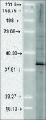 Monoclonal Anti-AHSA1 antibody produced in mouse clone 25F2.D10, 1 mg/mL, purified immunoglobulin