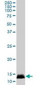 Anti-CALML3 antibody produced in mouse IgG fraction of antiserum, buffered aqueous solution