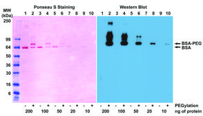 Anti-PEG (methoxy group) antibody, Rabbit monoclonal recombinant, expressed in HEK 293 cells, clone RM105, purified immunoglobulin