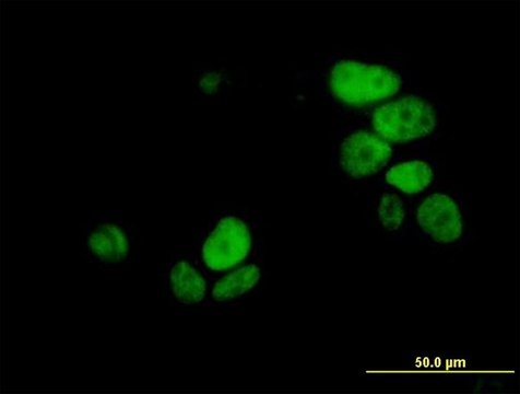 Monoclonal Anti-UHRF1 antibody produced in mouse clone 3B12, purified immunoglobulin, buffered aqueous solution