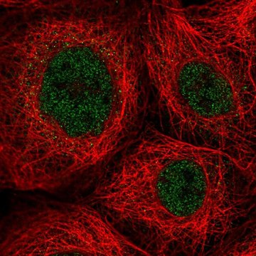 Anti-ZNF22 antibody produced in rabbit Prestige Antibodies&#174; Powered by Atlas Antibodies, affinity isolated antibody