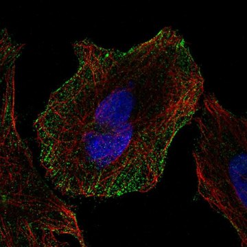 Anti-CDH13 antibody produced in rabbit Prestige Antibodies&#174; Powered by Atlas Antibodies, affinity isolated antibody, buffered aqueous glycerol solution