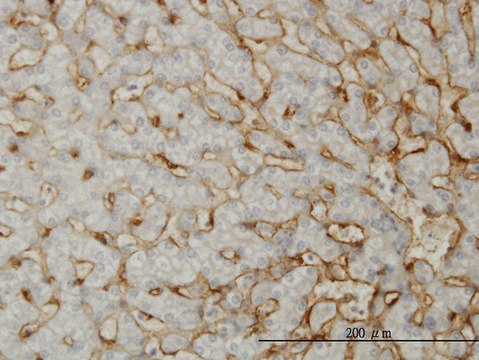 Monoclonal Anti-EHD3 antibody produced in mouse clone 4B7, purified immunoglobulin, buffered aqueous solution