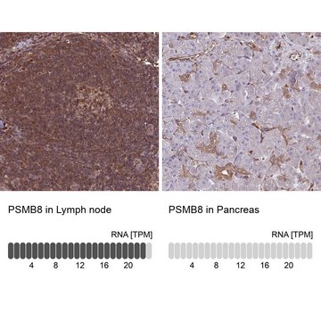 Anti-PSMB8 antibody produced in rabbit Prestige Antibodies® Powered by Atlas Antibodies, affinity isolated antibody, buffered aqueous glycerol solution