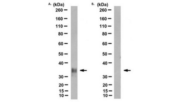 Anti-Prion Protein Antibody, clone POM2 clone POM2, from mouse