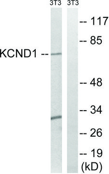 Anti-KCND1 antibody produced in rabbit affinity isolated antibody