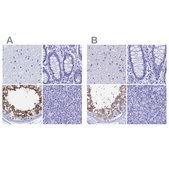 Anti-TEX101 antibody produced in rabbit Prestige Antibodies® Powered by Atlas Antibodies, affinity isolated antibody, buffered aqueous glycerol solution