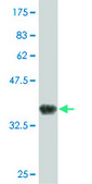 Monoclonal Anti-TRIM56 antibody produced in mouse clone 4C5, purified immunoglobulin, buffered aqueous solution