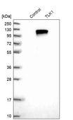 Anti-TLK1 antibody produced in rabbit Prestige Antibodies® Powered by Atlas Antibodies, affinity isolated antibody, buffered aqueous glycerol solution