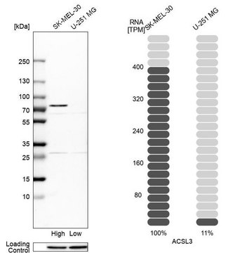 Anti-ACSL3 antibody produced in rabbit Prestige Antibodies&#174; Powered by Atlas Antibodies, affinity isolated antibody, buffered aqueous glycerol solution