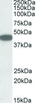 Anti-CXCR6 (C-terminal) antibody produced in goat affinity isolated antibody, buffered aqueous solution