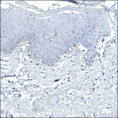 Anti-RSPO2 antibody produced in rabbit Prestige Antibodies® Powered by Atlas Antibodies, affinity isolated antibody, buffered aqueous glycerol solution