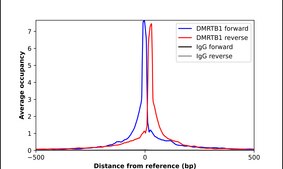 Anti-DMRTB1 antibody produced in rabbit Prestige Antibodies® Powered by Atlas Antibodies, affinity isolated antibody, buffered aqueous glycerol solution