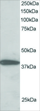 Anti-NIPP1/PPP1R8 antibody produced in goat affinity isolated antibody, buffered aqueous solution