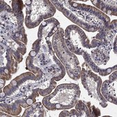 Anti-CEACAM7 antibody produced in rabbit Prestige Antibodies® Powered by Atlas Antibodies, affinity isolated antibody, buffered aqueous glycerol solution