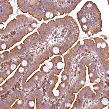 Anti-RASSF1 antibody produced in rabbit Prestige Antibodies&#174; Powered by Atlas Antibodies, affinity isolated antibody, buffered aqueous glycerol solution