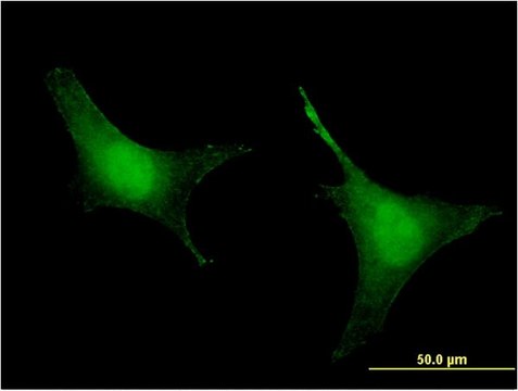 Monoclonal Anti-PREP antibody produced in mouse clone 2D7, purified immunoglobulin, buffered aqueous solution