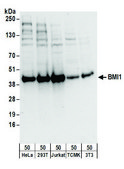 Rabbit anti-BMI1 Antibody, Affinity Purified Powered by Bethyl Laboratories, Inc.