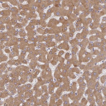 Anti-RHEBL1 antibody produced in rabbit Prestige Antibodies&#174; Powered by Atlas Antibodies, affinity isolated antibody, buffered aqueous glycerol solution