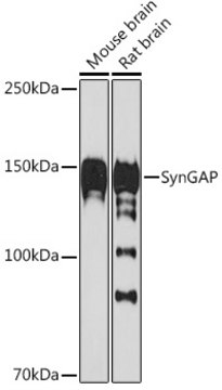 Anti-SynGAP Antibody, clone 8M2S9, Rabbit Monoclonal