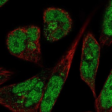 Anti-PANK3 antibody produced in rabbit Prestige Antibodies&#174; Powered by Atlas Antibodies, affinity isolated antibody