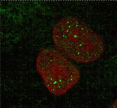 Anti-MBNL1 Antibody, clone 4A8 clone 4A8, from mouse