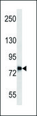 ANTI-DNAJC14 (CENTER) antibody produced in rabbit IgG fraction of antiserum, buffered aqueous solution