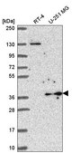 Anti-YIPF3 antibody produced in rabbit Prestige Antibodies® Powered by Atlas Antibodies, affinity isolated antibody