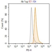 Anti-CPT1A Antibody, clone 2N14 ZooMAb® Rabbit Monoclonal recombinant, expressed in HEK 293 cells