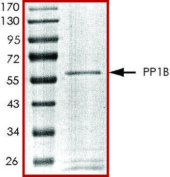 PP1B, active, GST tagged human recombinant, expressed in baculovirus infected Sf9 cells, &#8805;70% (SDS-PAGE), buffered aqueous glycerol solution