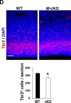 抗-Tbr2抗体 from rabbit, purified by affinity chromatography