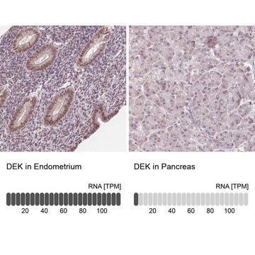 Anti-DEK antibody produced in rabbit Prestige Antibodies&#174; Powered by Atlas Antibodies, affinity isolated antibody, buffered aqueous glycerol solution