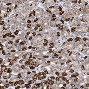 Anti-METTL8 antibody produced in rabbit Prestige Antibodies&#174; Powered by Atlas Antibodies, affinity isolated antibody, buffered aqueous glycerol solution