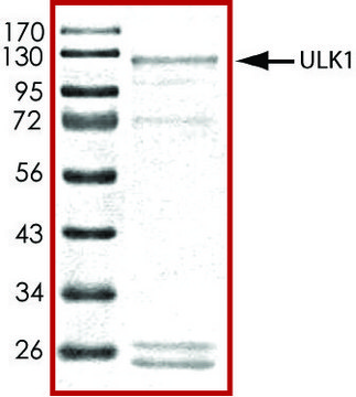 ULK1 (1-649), active, GST tagged human PRECISIO&#174; Kinase, recombinant, expressed in baculovirus infected Sf9 cells, &#8805;70% (SDS-PAGE), buffered aqueous glycerol solution