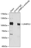 Anti- L3MBTL3 antibody produced in rabbit