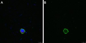 Anti-LILRB4 Antibody, clone 1H12 ZooMAb® Rabbit Monoclonal recombinant, expressed in HEK 293 cells