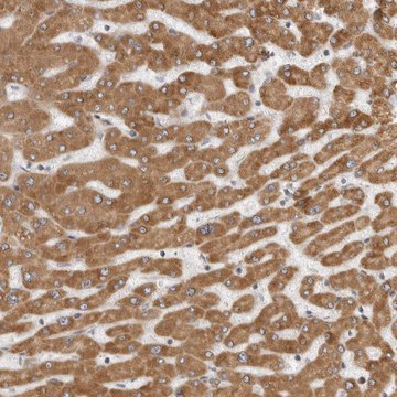 抗-CERS2 兔抗 Prestige Antibodies&#174; Powered by Atlas Antibodies, affinity isolated antibody, buffered aqueous glycerol solution