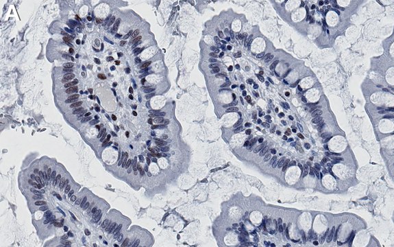 Anti-IRF-1 Antibody, clone 2L6 ZooMAb&#174; Rabbit Monoclonal recombinant, expressed in HEK 293 cells